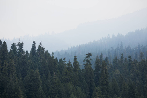 Roken overdekte bergen van het Terwilliger vuur in de Willamette National Forest. - Foto, afbeelding