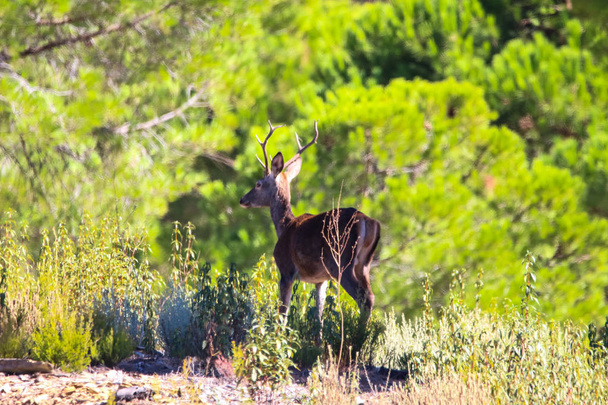 Słodki krajobraz jeleni w górach Huelva, Andaluzja, Południowa Hiszpania - Zdjęcie, obraz