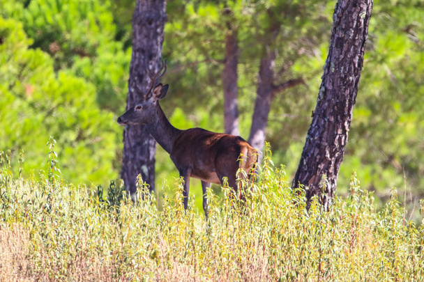 アンダルシア、スペイン ウエルバ山中鹿の甘い風景 - 写真・画像
