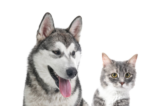 Portrait of cute cat and dog on white background. Best friends - Photo, Image