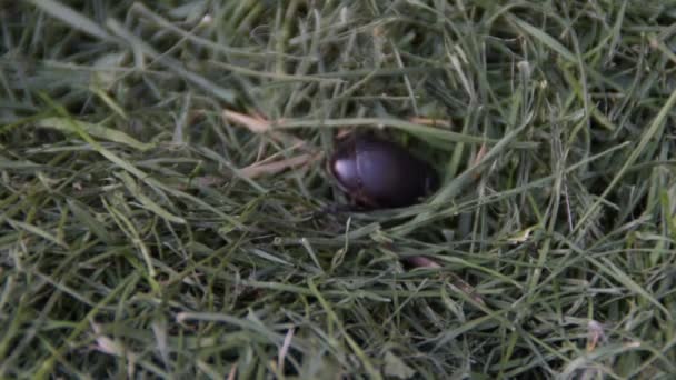 Trágya bogár - nagy ganéjtúró - fekete bogár a fű  - Felvétel, videó