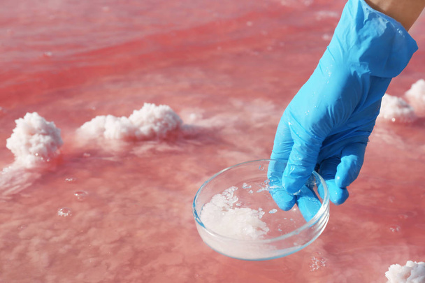 Laboratory worker with Petri dish taking sample from pink lake for analysis, closeup - Fotoğraf, Görsel