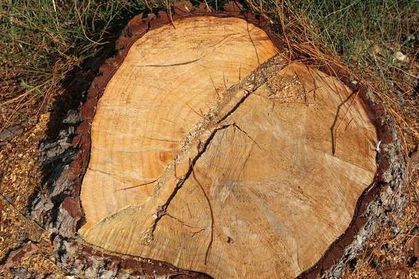 textura y estructura de madera y productos de madera
  - Foto, imagen