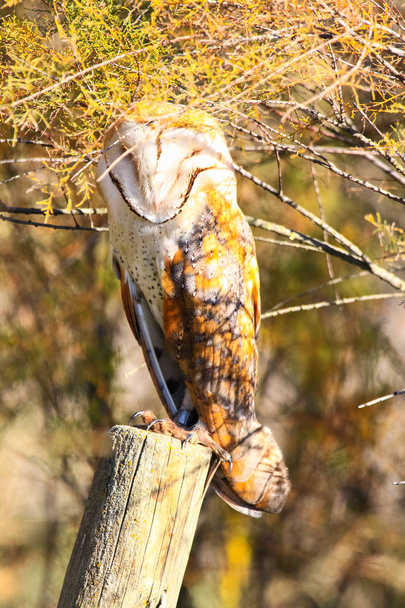 Barn owl perched on a fence post, sunbathing in a sunny day in national park Donana in Huelva - Sevilla, Andalusia, Spain - Photo, Image