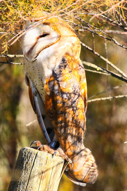 Barn owl posado en un poste de valla, tomando el sol en un día soleado en el parque nacional Donana en Huelva - Sevilla, Andalucía, España
 - Foto, imagen