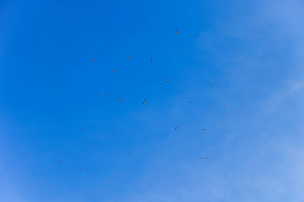 澄んだ青い空にコウノトリの群れ - 写真・画像