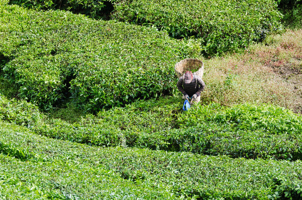 Herbaty pracowników do zbioru liści herbaty i przechowywania liści herbaty w kosza w Cameron Highlands. - Zdjęcie, obraz
