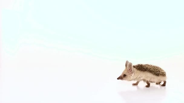 A little long-haired hedgehog goes on the screen from right to left. Isolated. - Footage, Video