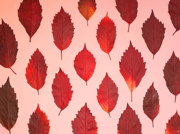 Pastel pembe renkli sonbahar yaratıcı yerleşimini bırakır. Sezon kavramı. Desen yapılmış yaprakları yatıyordu, en iyi görünüm düz - Fotoğraf, Görsel