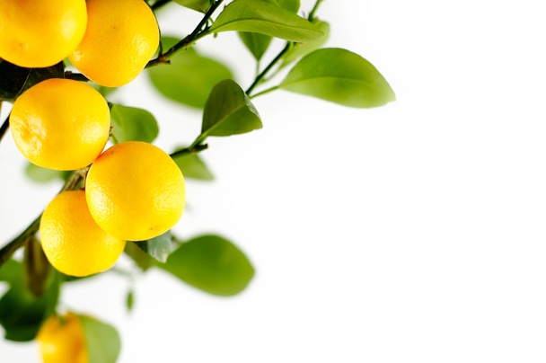 limon ağacı arka plan - Fotoğraf, Görsel