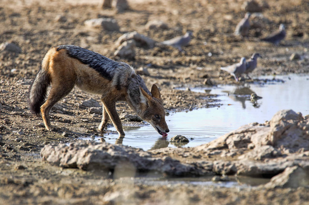 Black-backed jackal, Canis mesomelas, at waterhole, gemsbok national park, Kalahari South Africa - Foto, immagini