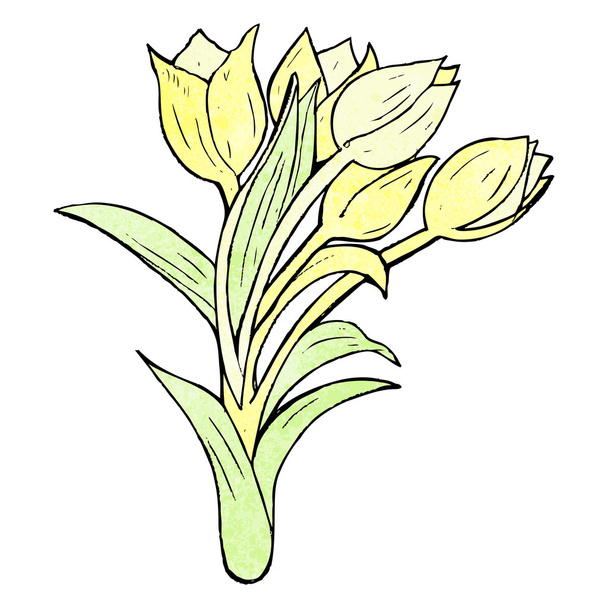 Tulip drawing - Vector, Image