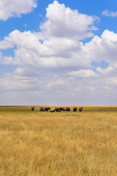 Troupeau d'éléphants d'Afrique dans la savane du Serengeti au coucher du soleil. Acacia dans les plaines du parc national du Serengeti, Tanzanie. Safari animalier en Afrique
. - Photo, image