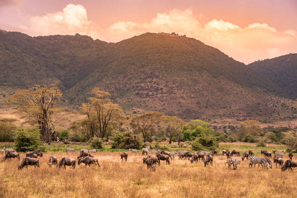 Landscape of Ngorongoro crater -  herd of zebra and wildebeests (also known as gnus) grazing on grassland  -  wild animals at sunset - Ngorongoro Conservation Area, Tanzania, Africa - Φωτογραφία, εικόνα