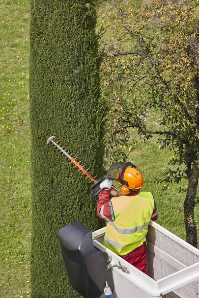 Equiped worker pruning a tree on a crane. Gardening works - Photo, Image