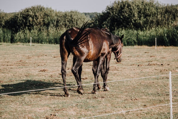 Rückansicht schöner schwarzer Pferde, die auf einem Feld in der Landschaft grasen  - Foto, Bild