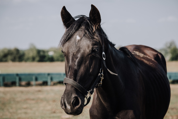 vista de perto do cavalo bonito preto pastando no prado no campo
 - Foto, Imagem