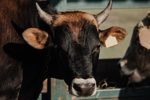retrato de la vaca doméstica parada en el establo de la granja
 - Foto, Imagen
