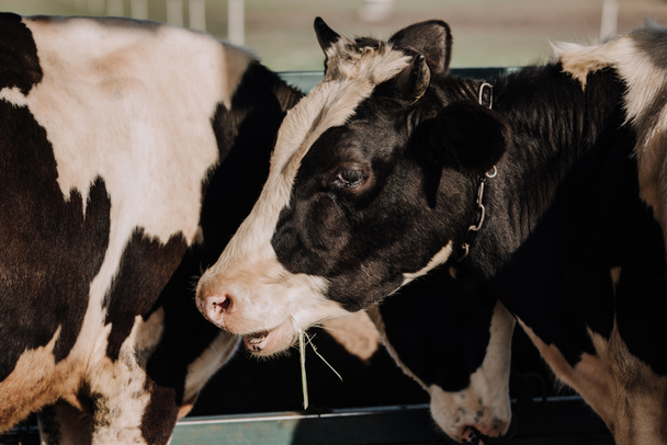 крупним планом вид на домашніх красивих корів, що стоять в стоянці на фермі
 - Фото, зображення