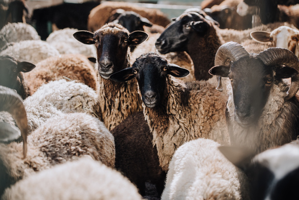 vista da vicino della mandria di pecore brune al pascolo in recinto presso l'azienda agricola
  - Foto, immagini
