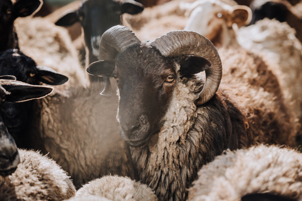 селективная направленность выпаса овец со стадом в загоне на ферме
 - Фото, изображение