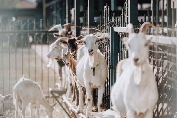 messa a fuoco selettiva di capre in piedi vicino alla recinzione metallica in recinto presso l'azienda agricola
 - Foto, immagini