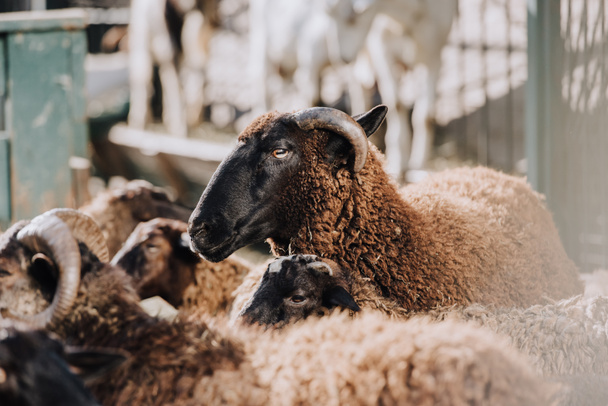 enfoque selectivo del pastoreo de ovejas pardas con rebaño en corral en la granja
 - Foto, Imagen