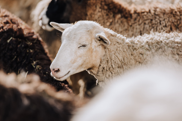 selectieve aandacht van schapen grazen met kudde in corral op boerderij - Foto, afbeelding