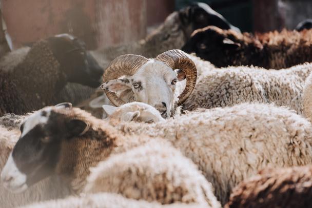 селективная направленность выпаса овец со стадом в загоне на ферме
 - Фото, изображение