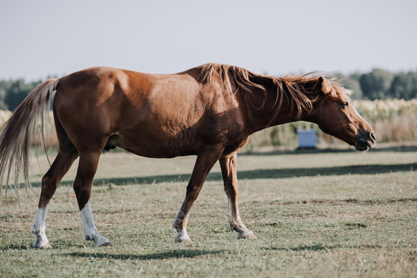 beau pâturage à cheval brun sur prairie à la ferme
 - Photo, image