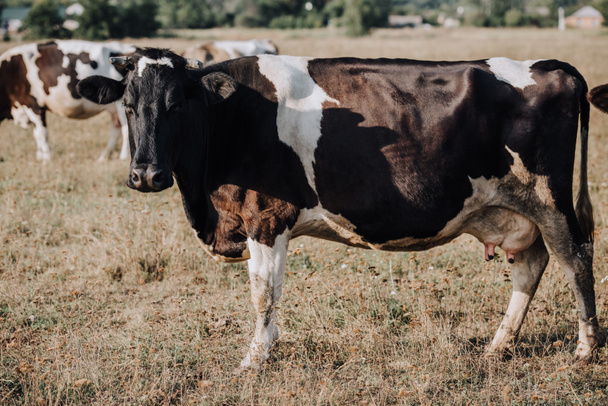 rural scene with domestic cow grazing on meadow in countryside  - Zdjęcie, obraz