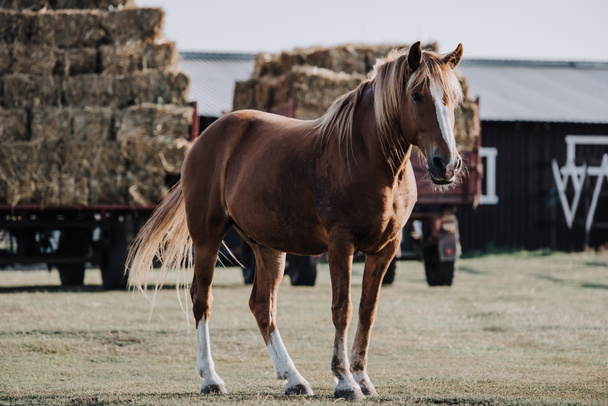 Selektywny fokus piękny brązowy koń pasące się na łące z zaopatrzony siano za Farm - Zdjęcie, obraz