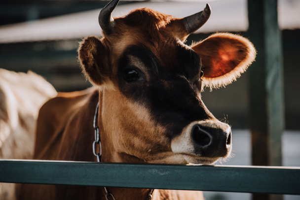 Close-up van bruin binnenlandse koe staande in stal op boerderij  - Foto, afbeelding