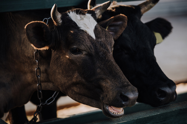 selective focus of domestic beautiful cows standing in stall at farm - Foto, immagini