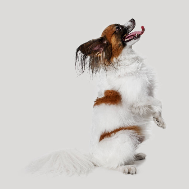 Studio portrait of a small yawning puppy Papillon - Foto, immagini