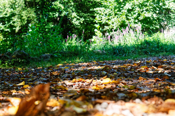 Lehtipuut syksyllä, värikkäät oksat aurinkoisessa metsässä, syksyn luonnollinen tausta
 - Valokuva, kuva