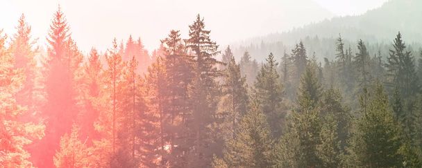 mysterious misty pine tree red green sunset forest - Zdjęcie, obraz