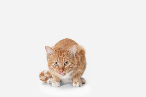 red cat on a white background - Photo, Image
