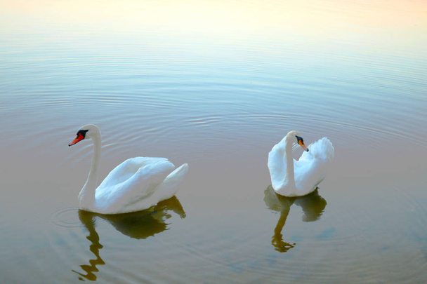 Escena de amor del cisne blanco. Dos cisnes blancos en el agua
 - Foto, imagen