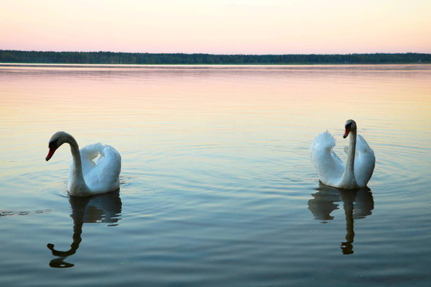 Valkoisia joutsenia sinisellä järvellä. Kaunis valkoinen joutsen perheen kanssa joutsen järvi, romanssi
 - Valokuva, kuva