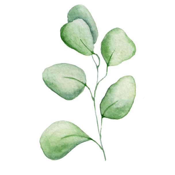 Watercolor eucaliptus branch leaves  Hand drawn illustration - Photo, image