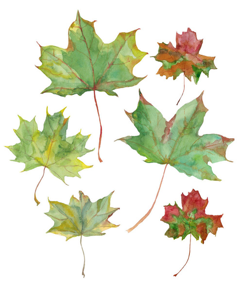 Watercolour hand made illustration of different autumn leaves. Natural design color. Rasr. - 写真・画像