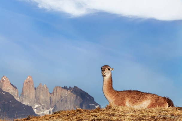 Guanaco in Torres del Paine National Park, Patagonia, Chile  - Photo, Image