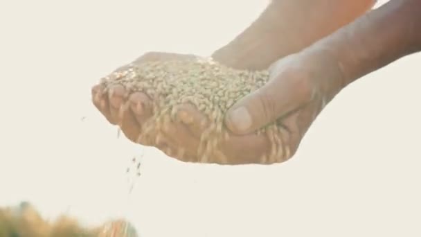 Grain in the hand of a farmer in the sunlight, wheat is poured through the fingers of a man in the field - Záběry, video