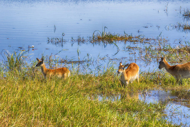 Lechwe du Sud, Kobus leche, Parc national de Moremi, Botswana
 - Photo, image