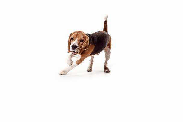 Front view of cute beagle dog sitting, isolated on a white background - Фото, зображення