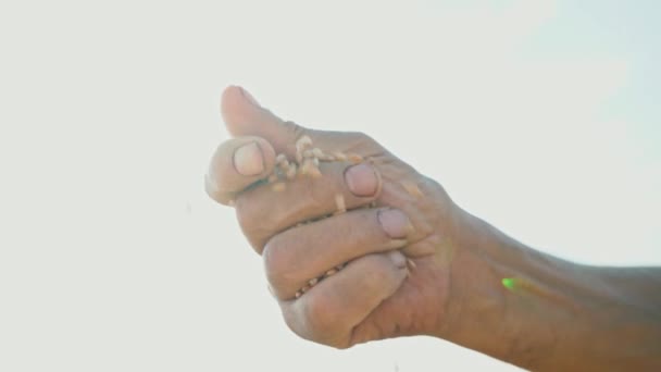 Ένα επανδρώνει χέρι τραβά ένα σπυρί που πέφτει στο έδαφος. Κόκκους στο χέρι του ο γεωργός στο πλαίσιο του ηλιόλουστου ουρανού - Πλάνα, βίντεο