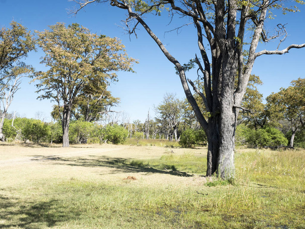 Halott erdő, Moremi Nemzeti Park, Botswana - Fotó, kép