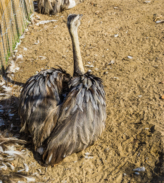 mooie rug dicht vormige omhoog van een struisvogel vogel met hart vleugels - Foto, afbeelding