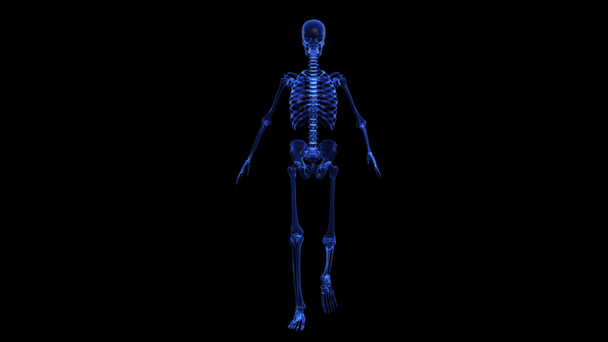 Anatomie : squelette
 - Séquence, vidéo